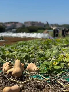 三浦半島【青木農園】の野菜